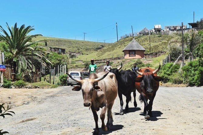 Garden Route Durban to Cape Town via Addo National Park - 7 Days - Who Should Consider This Tour?
