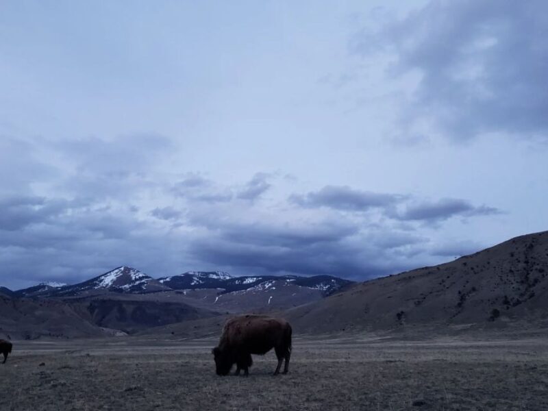 Gardiner: Yellowstone National Park Half Day Guided Hike - The Experience: What You Can Expect