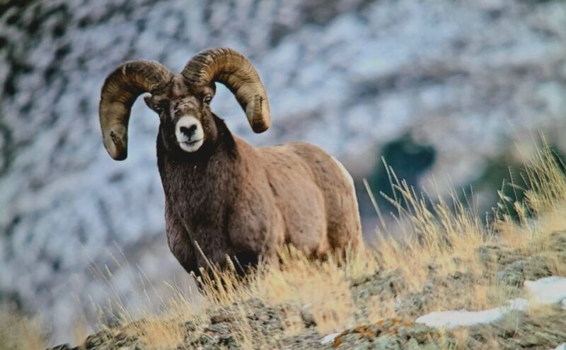 Gardiner: Yellowstone National Park Half Day Guided Hike - The Guided Element: Why It Matters