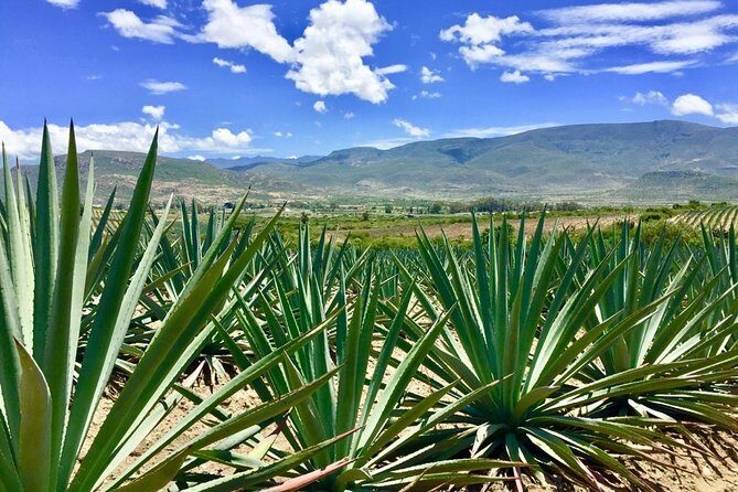 Gastronomy Experience, Culture Mezcal,Tasting & Textiles. Private Tour. - FAQs