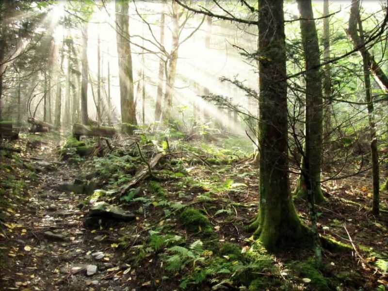 Gatlinburg: Smoky Mountain Appalachian Bald Guided Hike - An In-Depth Look at the Appalachian Bald Guided Hike