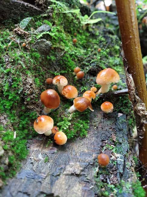 Gatlinburg: Smoky Mountains Fall Foliage Guided Tour - An Authentic Fall Experience with Expert Guidance
