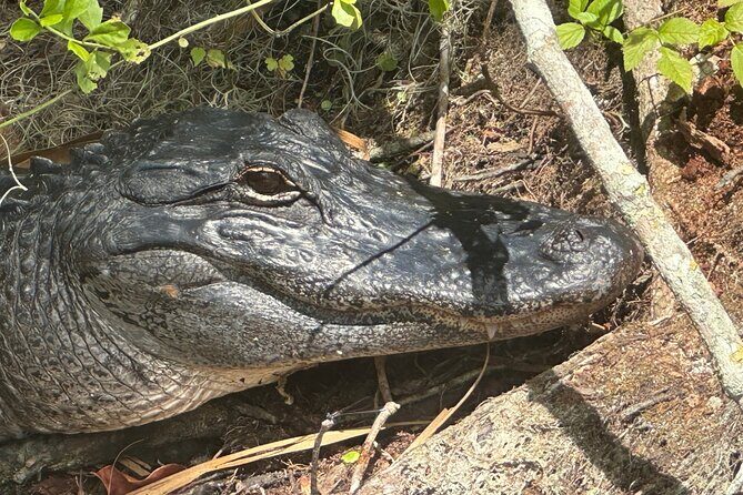 Gator Viewing Clear Kayak Springs Tour - Final Words