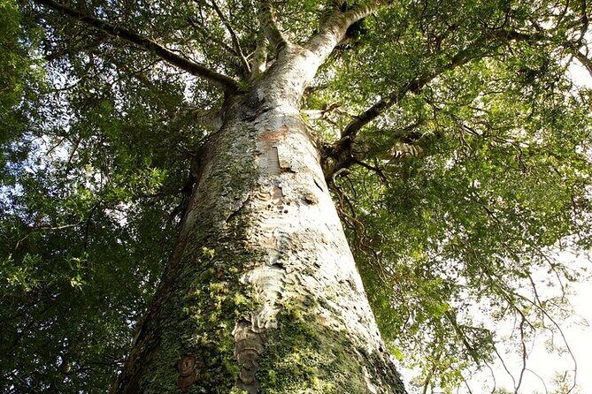 German Speaking Tour of Kawiti Glow Worm Caves, Opua Kauri Walk - Key Points