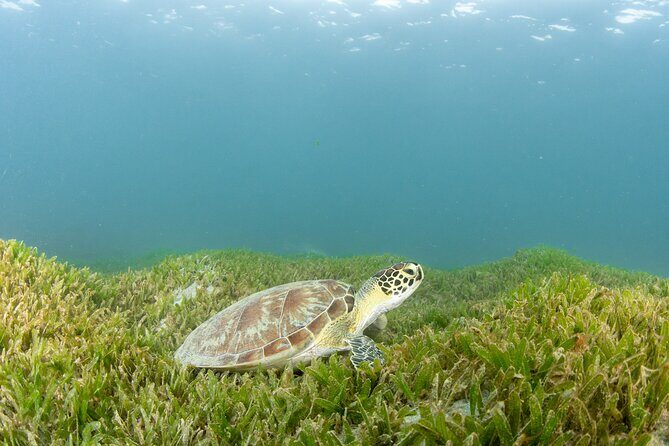 Get SCUBA Certified at San Juan - Introduction to the Experience
