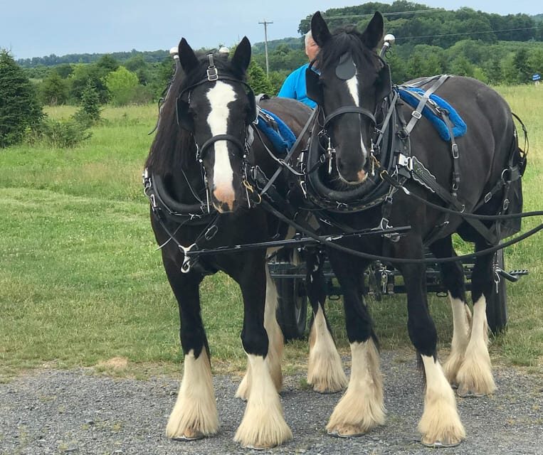Gettysburg: Horse-Drawn Carriage Tour Countryside & Orchards - FAQ