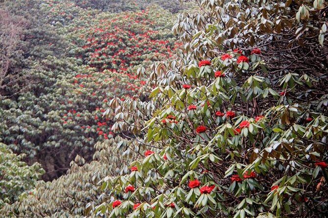 Ghorepani Poon Hill Trek - Practical Tips for Travelers