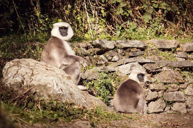 Ghorepani Poonhill Trek 5 Days from Pokhara - Pricing and Value