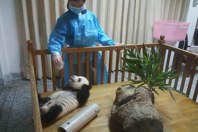 Giant Panda and Buddha 1 day tour - Why Choose This Tour?