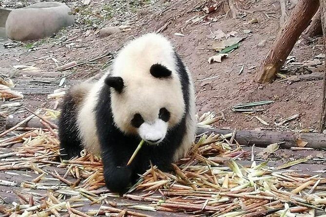 Giant Panda and Buddha 1 day tour - Who Will Love This Tour?