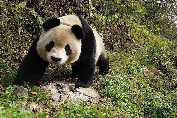 Giant Panda and Buddha 1 day tour - FAQ