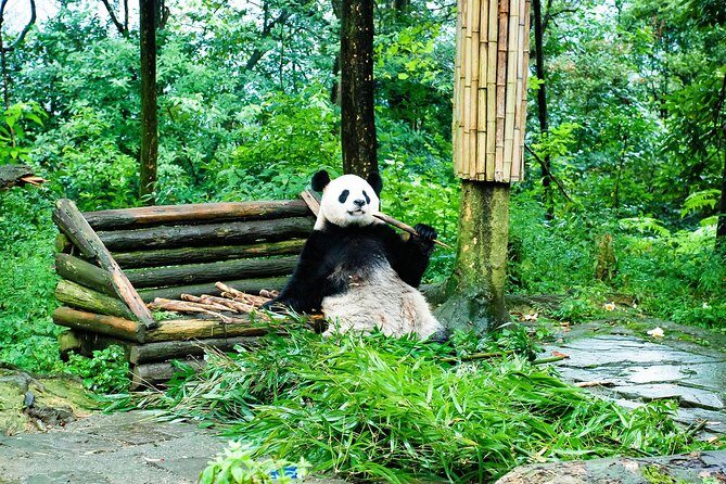 Giant Panda and Leshan Buddha Day Trip from Chengdu - Key Points