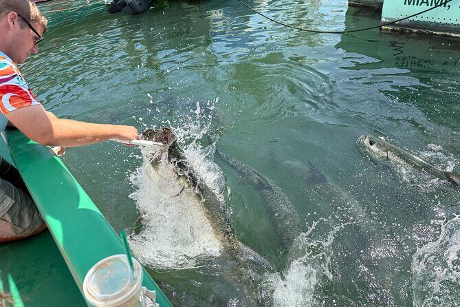 Giant Tarpon Fish Feeding Experience in Bayside Marketplace - A Practical Look at the Experience