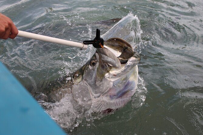 Giant Tarpon Fish Feeding Experience in Bayside Marketplace - In-Depth Review: The Details That Matter