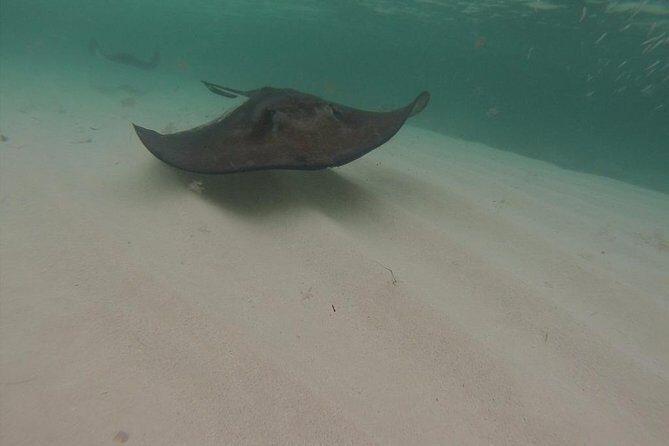 Gibbs Cay Stingray and Conch Dive Adventure - Authenticity and the Real Island Experience
