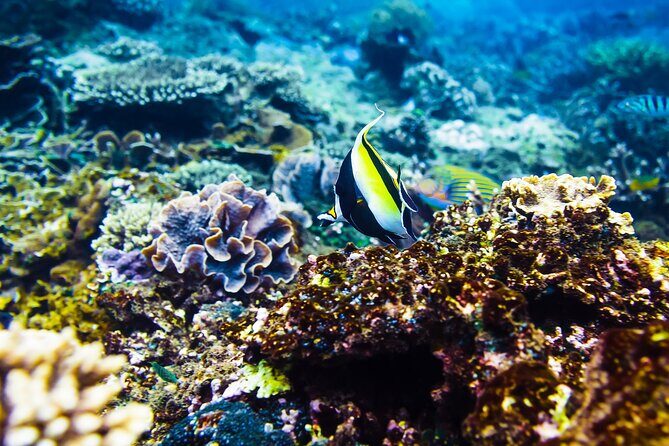 Gili Air : Private Snorkeling with 4 spots - Starting Point and Logistics