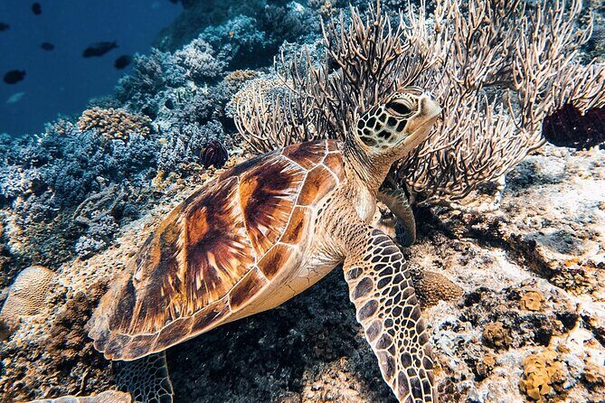 Gili Air: Snorkeling 3 Gili Islands with GoPro Camera - Final Thoughts: Is This Tour Worth It?