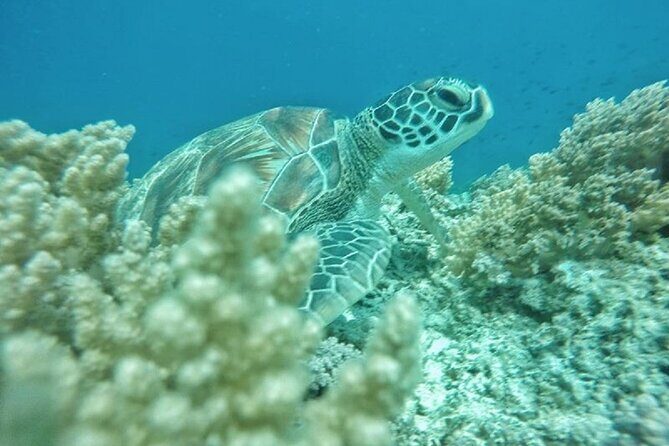 Gili island Snorkeling Half Day Trip departure from Gili Trawangan - An Introduction to the Gili Snorkeling Experience