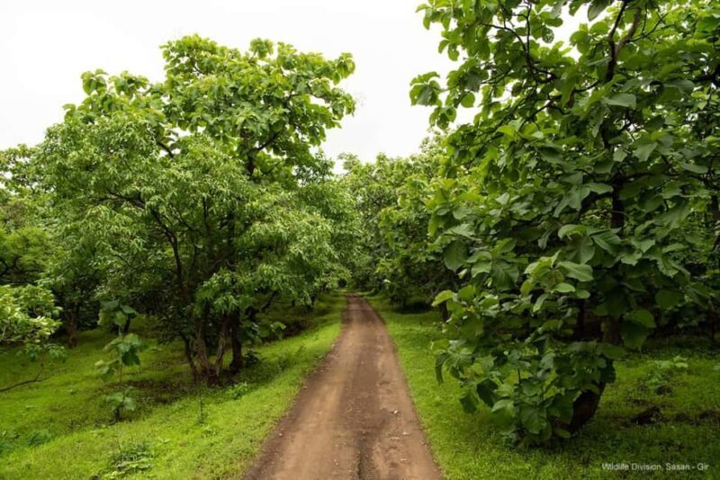 Gir National Park: Kankai Temple Safari with Hotel Pickup - Why This Tour Is Worth Considering