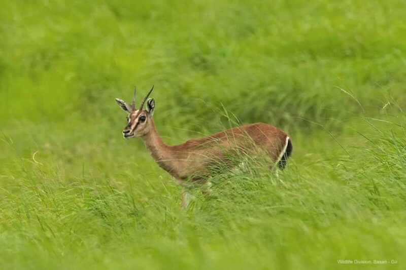 Gir National Park: Official Lion Safari with Hotel Pickup - Key Points