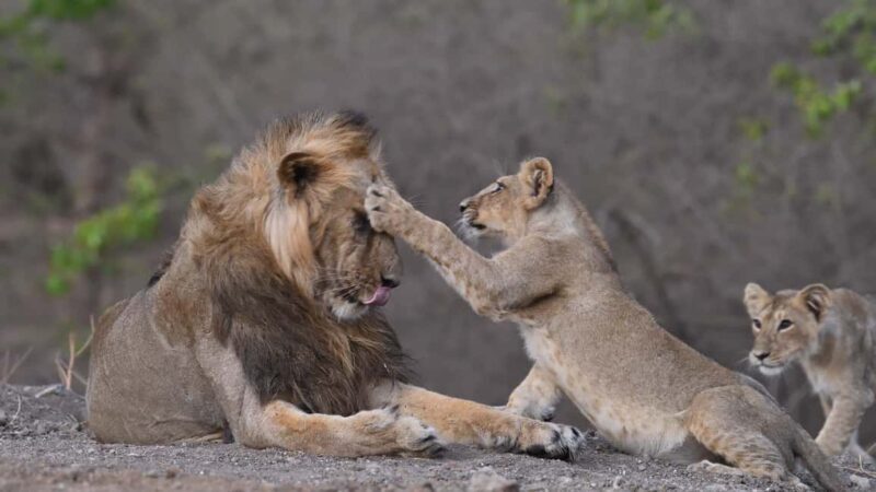 Gir National Park: Official Lion Safari with Hotel Pickup - An Introduction to the Gir National Park Safari