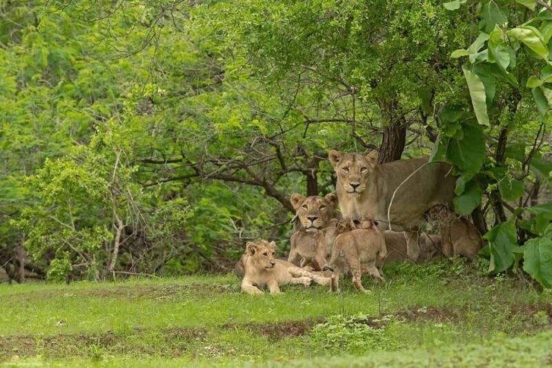 Gir National Park: Official Lion Safari with Hotel Pickup - The Experience of Wildlife Sightings