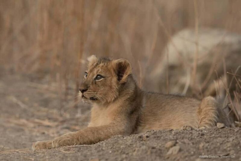 Gir National Park: Official Lion Safari with Hotel Pickup - FAQs About the Gir Safari Experience