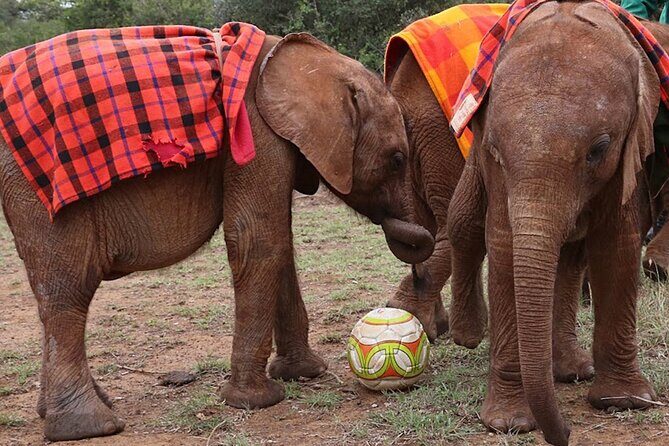 Giraffe Center and David Sheldrick Elephant Orphanage Day Tour from Nairobi - A Deep Dive into the Tour Experience