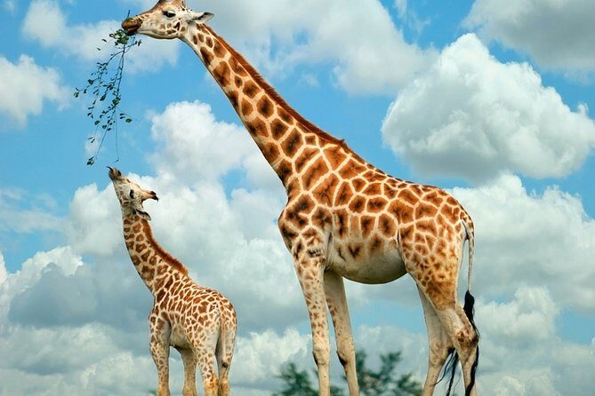 Giraffe Center and David Sheldrick Elephant Orphanage Day Tour from Nairobi - FAQs
