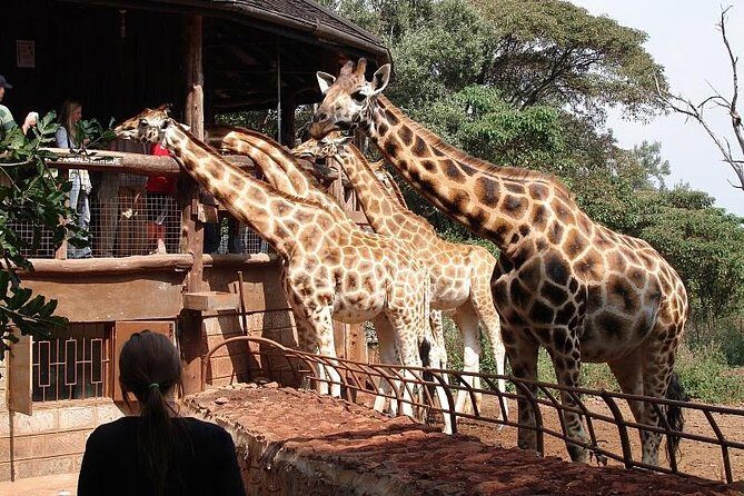 Giraffe center, Elephant Orphanage and Beads Center - Itinerary Breakdown: What You’ll See and Do