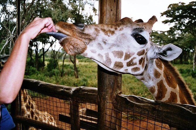 Giraffe center, Elephant Orphanage and Beads Center - What Travelers Say: Authentic Perspectives