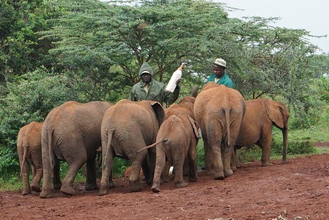 Giraffe center, Elephant Orphanage and Beads Center - Final Thoughts: Is This Tour Right for You?