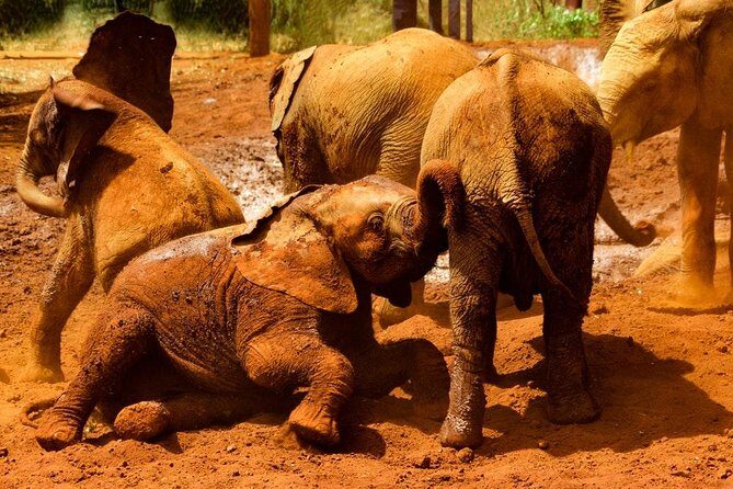 Giraffe center, Elephant Orphanage and Beads Center - Who Should Consider This Tour?