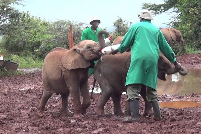 Giraffe center, Elephant Orphanage and Beads Center - Frequently Asked Questions