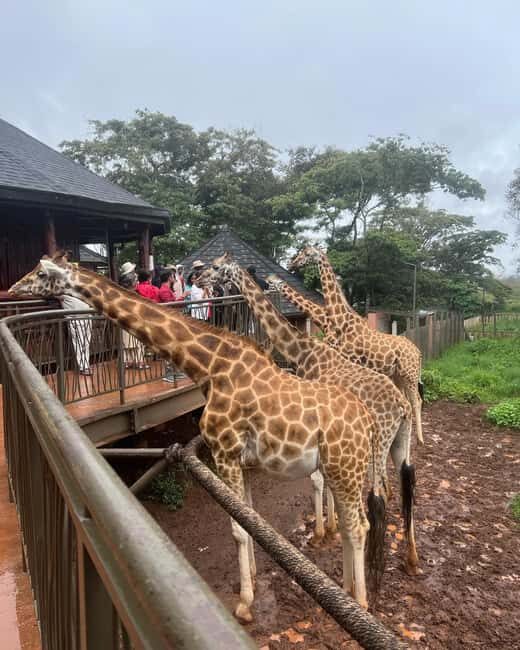 Giraffe Center, Elephant Orphanage And Bomas Of Kenya Visit - Key Points