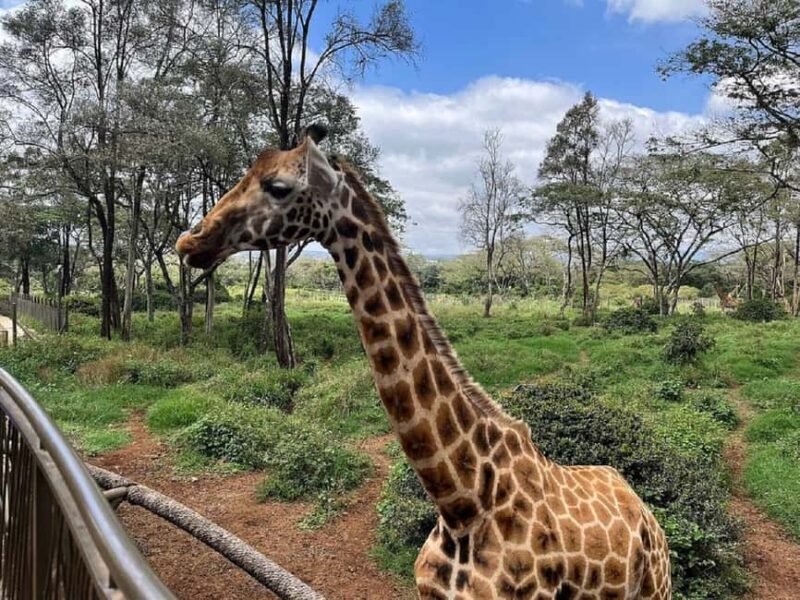 Giraffe Center Elephant Orphanage and Karen Blixen City Tour - Discovering Nairobi’s Wildlife and Colonial Heritage