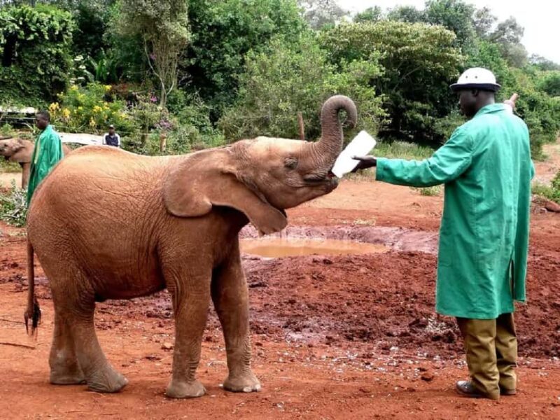 Giraffe Center Elephant Orphanage and Karen Blixen City Tour - Authentic Experiences and Authenticity