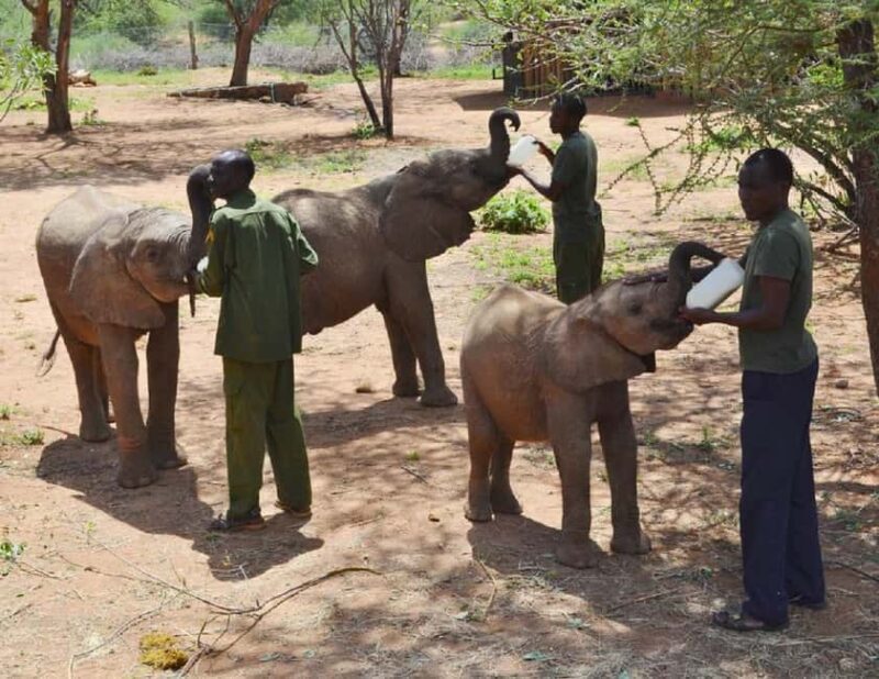Giraffe Center Elephant Orphanage and Karen Blixen City Tour - Is It Worth the Price?