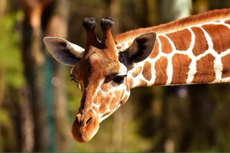 Giraffe Center Elephant Orphanage and Karen Blixen City Tour - Who Should Consider This Tour?