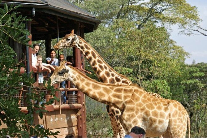 Giraffe Center, Elephant Orphanage and Nairobi National Park Day Tour Nairobi - Frequently Asked Questions