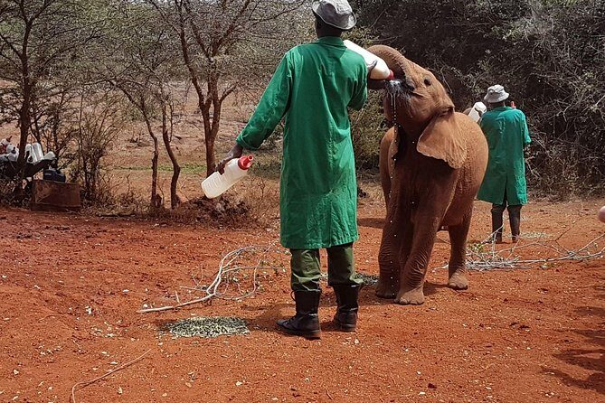 Giraffe Center, Elephant Orphanage, Beads Center & Bomas of Kenya Tour Nairobi - Who Will Love This Tour?