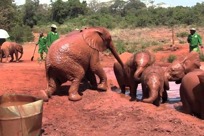 Giraffe Center & Elephant Orphanage Guided Day Tour From Nairobi - Key Points