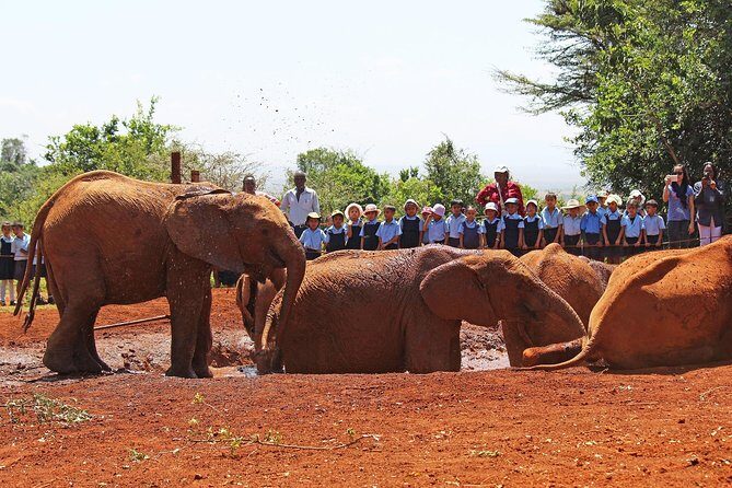 Giraffe Center & Elephant Orphanage Guided Day Tour From Nairobi - Transport, Timing, and Group Size