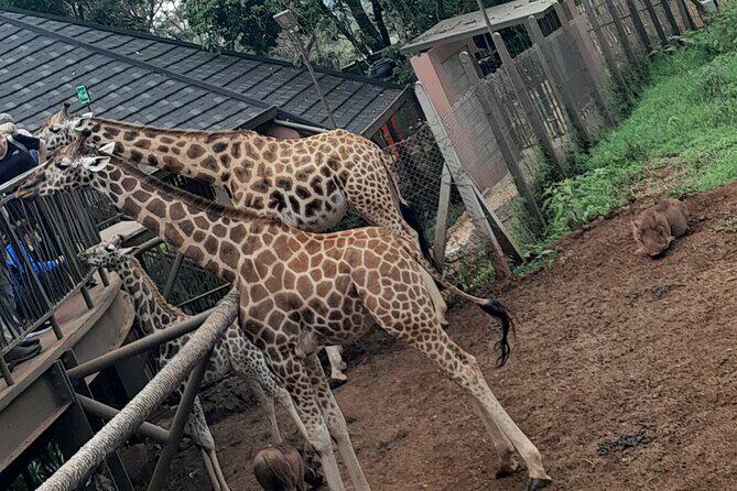 Giraffe Center Guided Tour in Nairobi - Detailed Review of the Giraffe Center Guided Tour