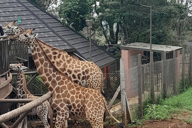 Giraffe Center Guided Tour in Nairobi - Practical Details and Value