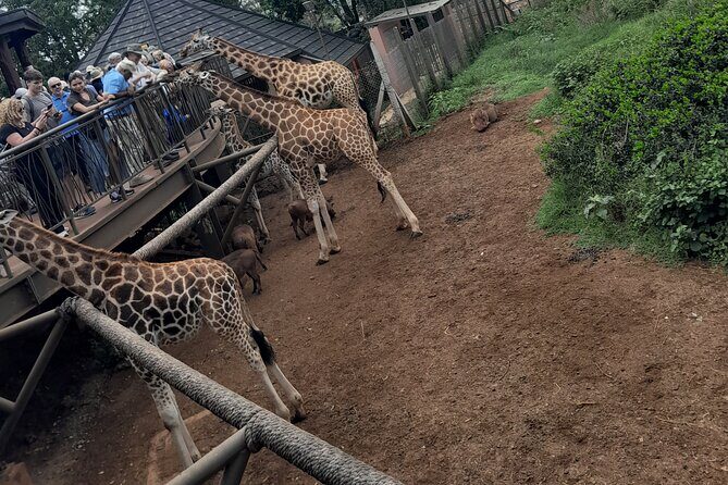 Giraffe Center Guided Tour in Nairobi - Authentic Traveler Feedback