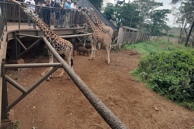 Giraffe Center Guided Tour in Nairobi - The Sum Up