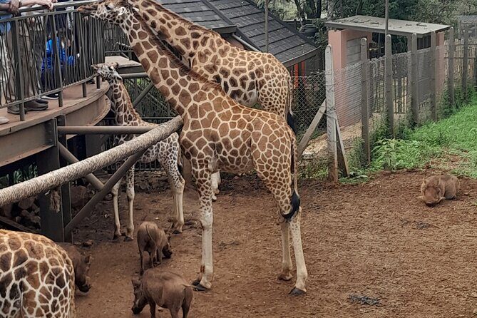 Giraffe Center Guided Tour in Nairobi - FAQ