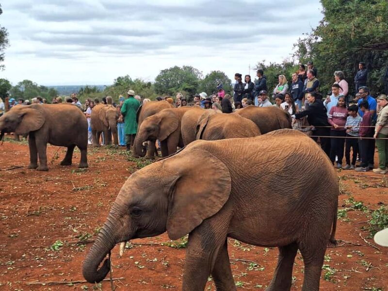 Giraffe Center, Karen Blixen & Elephant Orphanage Day Tour - Key Points