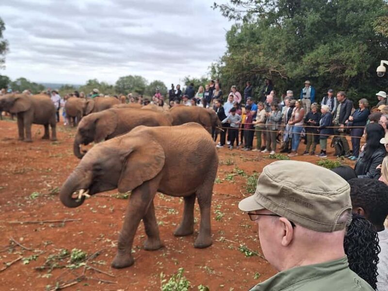 Giraffe Center, Karen Blixen & Elephant Orphanage Day Tour - The Elephant Orphanage Experience